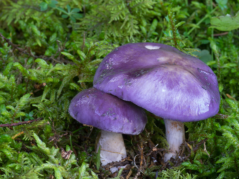 Cortinarius salor